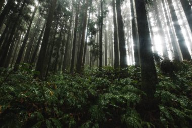 Sao Miguel Adası 'nda yağmur ormanı