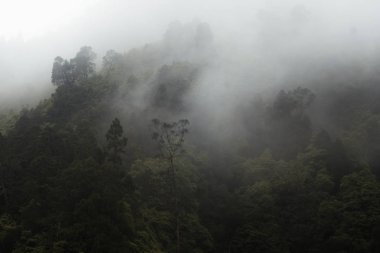 Azores Adası 'ndaki yeşil sisli orman.