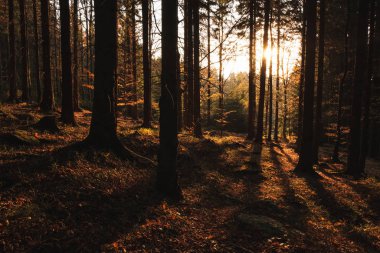 Çek Ormanı 'nda gün batımı 