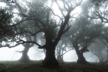 Madeira, Fanal, Portekiz 'deki Mystic Laurisilva Ormanı