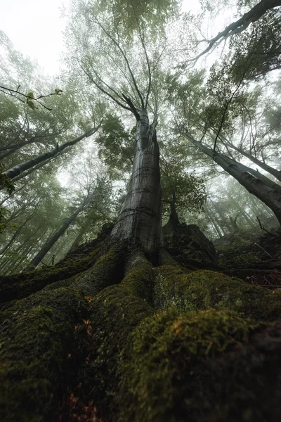 Floresta Nebulosa Verde Checoslováquia — Fotografia de Stock