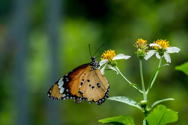 Vue Rapprochée Papillon Brun Noir Blanc Pollinise Des Fleurs Jaunes — Photo