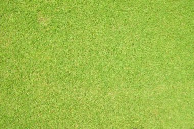 taze yeşil çimen dokusu