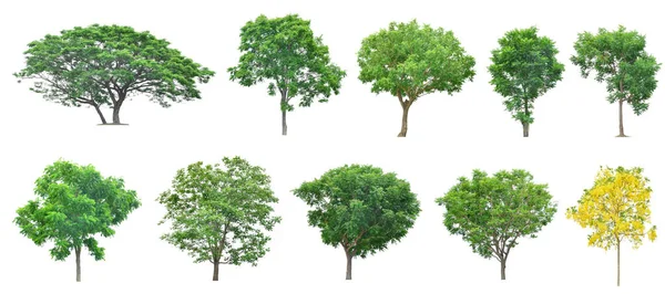 Alberi Isolati Sfondo Bianco Collezione Alberi — Foto Stock