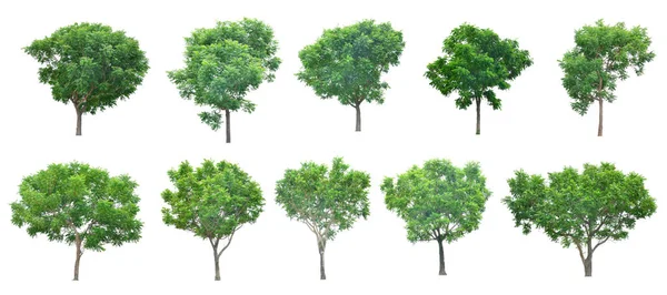 Alberi Isolati Sfondo Bianco Raccolta Alberi Set Alberi Freschi — Foto Stock