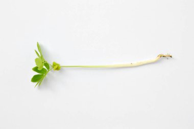Beyaz arka plan üzerinde izole yeşil Filiz