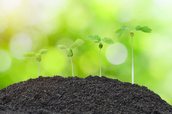 Cultivo Plantas Suelo Naturaleza Verde Backgrokund — Foto de Stock