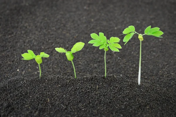 Cultivo Plantas Tierra — Foto de Stock