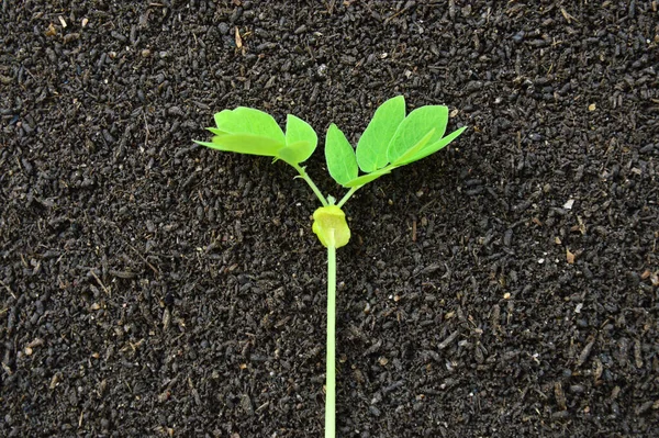 Рослина Фоні Ґрунту — стокове фото