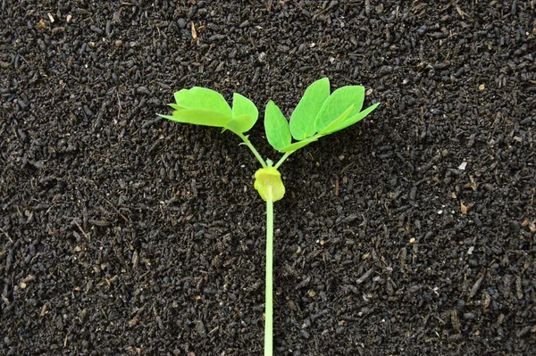 Planta Sobre Fondo Del Suelo — Foto de Stock