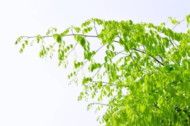 beyaz arkaplanda yeşil yapraklar izole