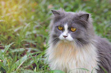 Yeşil çimlerin üzerinde bir kedi bir şeye bakıyor. Yüze odaklan