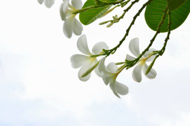 Tesisat ağacında çiçek açan Plumeria çiçekleri