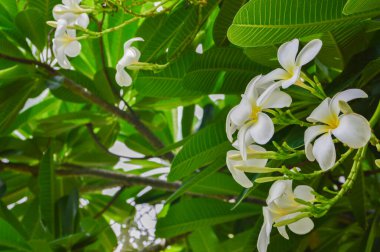 Tesisat ağacında çiçek açan Plumeria çiçekleri