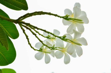 Tesisat ağacında çiçek açan Plumeria çiçekleri