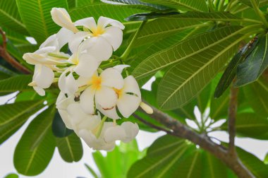 Tesisat ağacında çiçek açan Plumeria çiçekleri
