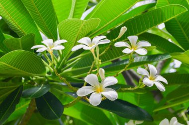 Tesisat ağacında çiçek açan Plumeria çiçekleri