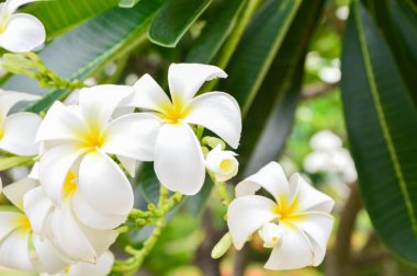 Tesisat ağacında çiçek açan Plumeria çiçekleri