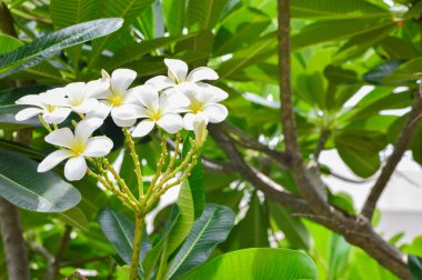 Tesisat ağacında çiçek açan Plumeria çiçekleri