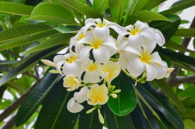 Tesisat ağacında çiçek açan Plumeria çiçekleri