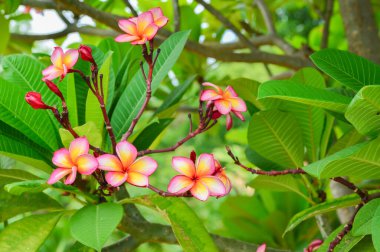 Tesisat ağacında çiçek açan Plumeria çiçekleri