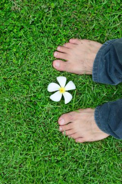 Plumeria Çimenler ve Ayaklar Üzerinde Çiçekler