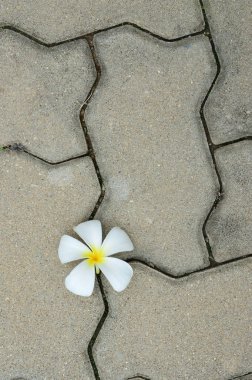 Yerdeki Plumeria Çiçeği