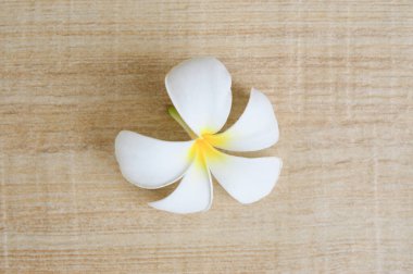 Kahverengi seramik zemin üzerinde Plumeria Çiçekleri