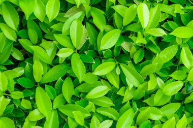 Yeşil Yaprak Arkaplan Duvar Kağıdı