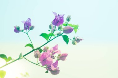 Bougainvillea. Çiçek. Odaklan. ışık.