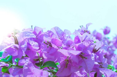 Bougainvillea. Çiçek. Odaklan. ışık.