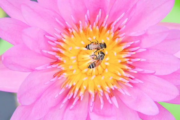 Цветок Лотоса Пчёлами — стоковое фото