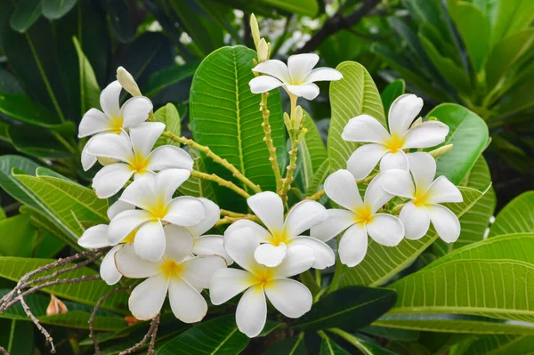 Plumeria Blumen Blühen Auf Dem Plumeria Baum — Stockfoto