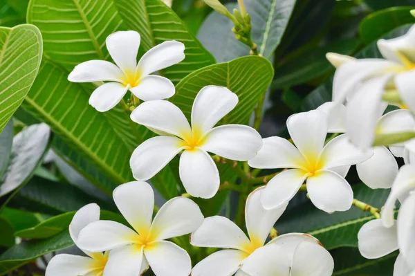 Plumeria Virágok Virágzik Plumeria — Stock Fotó