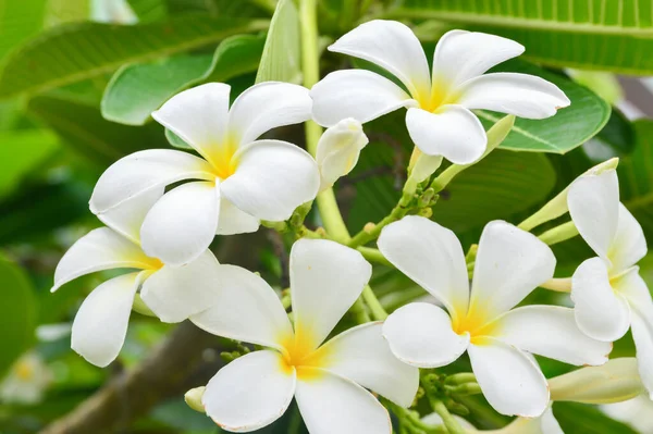 Plumeria Bloemen Bloeien Loodgietersboom — Stockfoto