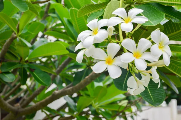 Plumeria Flores Florescendo Árvore Plumeria — Fotografia de Stock