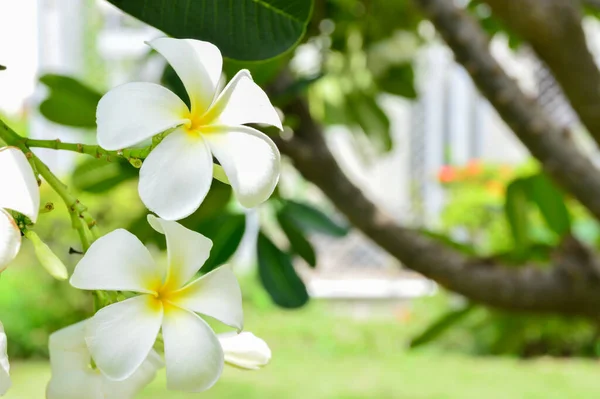 Plumeria Květiny Kvetoucí Plumeria Stromu — Stock fotografie