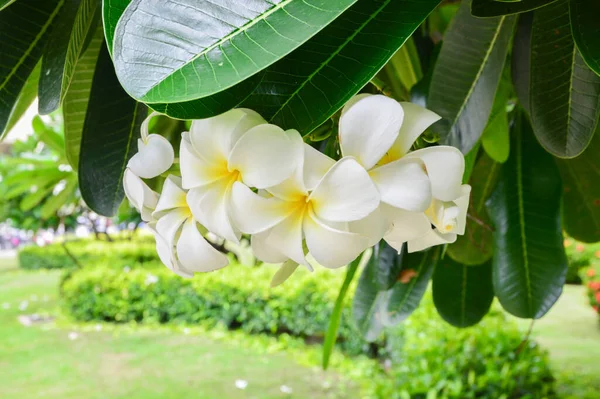 Plumeria Květiny Kvetoucí Plumeria Stromu — Stock fotografie