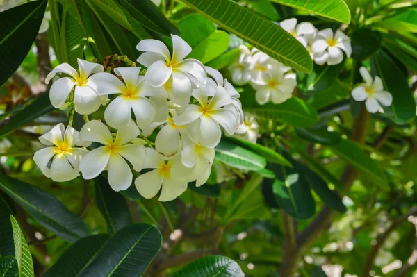 Plumeria Flores Florescendo Árvore Plumeria — Fotografia de Stock