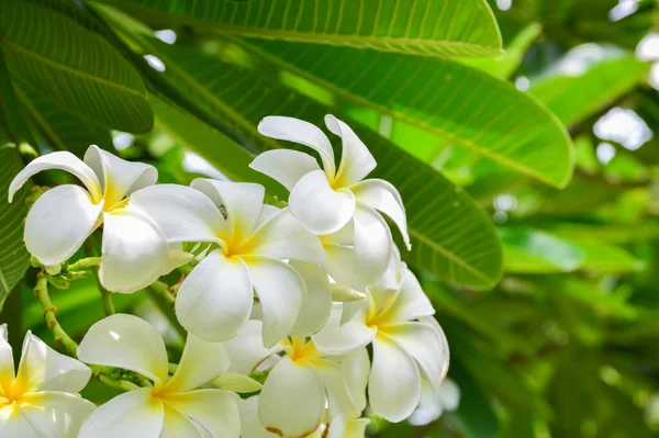 Plumeria Virágok Virágzik Plumeria — Stock Fotó