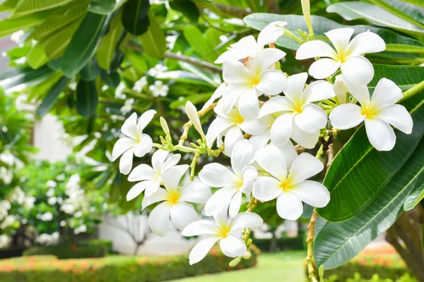 Plumeria Virágok Virágzik Plumeria — Stock Fotó