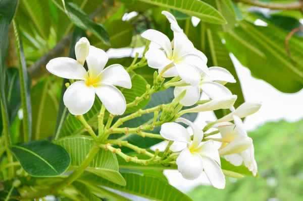 Plumeria Fiori Fiore Sull Albero Della Plumeria — Foto Stock