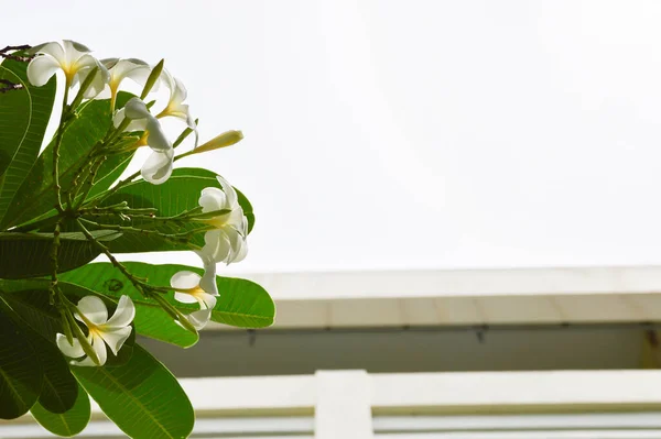 Plumeria Blommor Blommar Plumeria Trã Det — Stockfoto