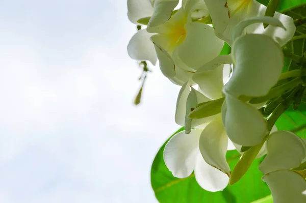 Plumeria Fiori Fiore Sull Albero Della Plumeria — Foto Stock