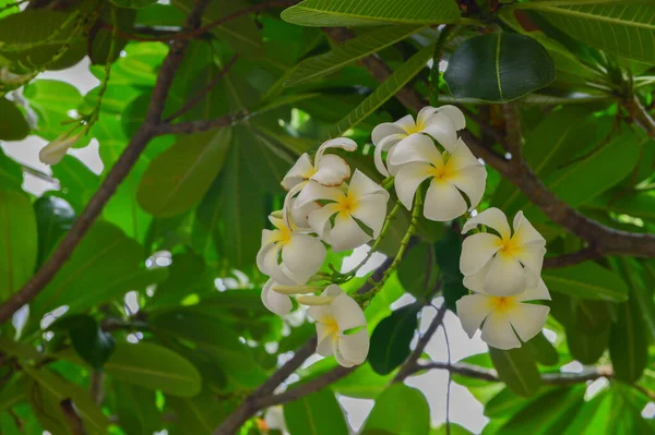 Plumeria Flores Florescendo Árvore Plumeria — Fotografia de Stock