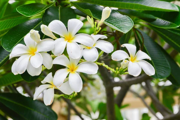 Plumeria Flores Que Florecen Árbol Plomería —  Fotos de Stock