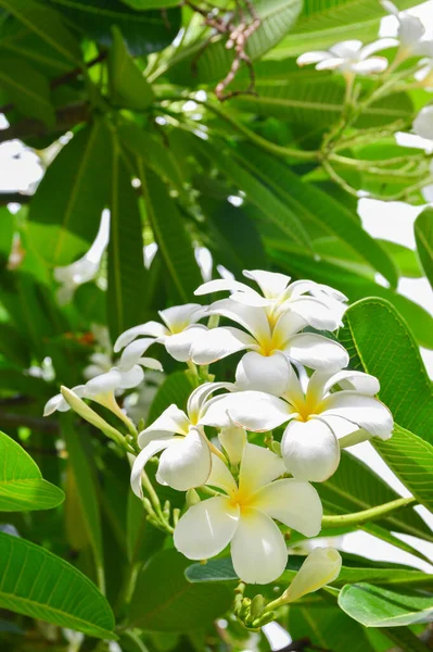 Plumeria Blommor Blommar Plumeria Trã Det — Stockfoto