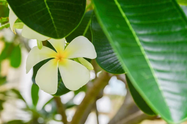 Plumeria Fleurs Fleurissant Sur Plumeria — Photo