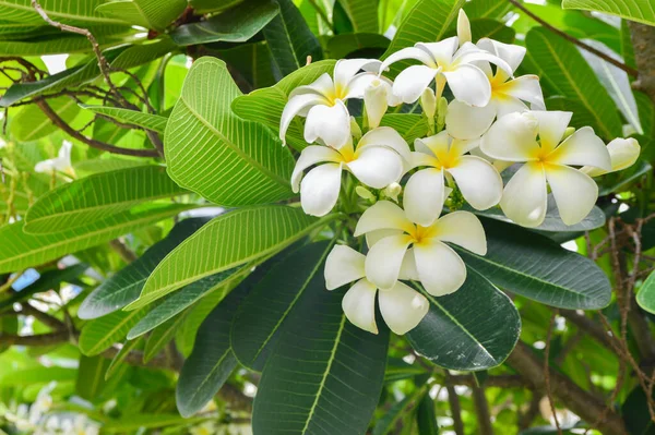 Plumeria Flores Florescendo Árvore Plumeria — Fotografia de Stock