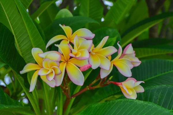 Plumeria Flowers Blooming Plumeria Tree — Stock Photo, Image